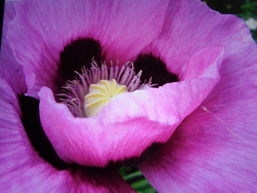 a close up of a flower