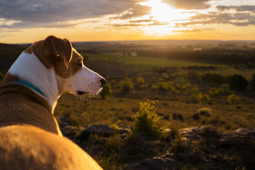 a dog looking at the camera