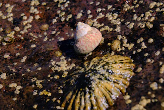 A cluster of lively invertebrates including shrimp and snails on natural rocks.