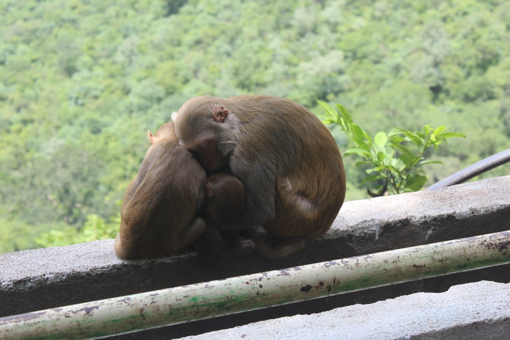 a monkey sitting on a log