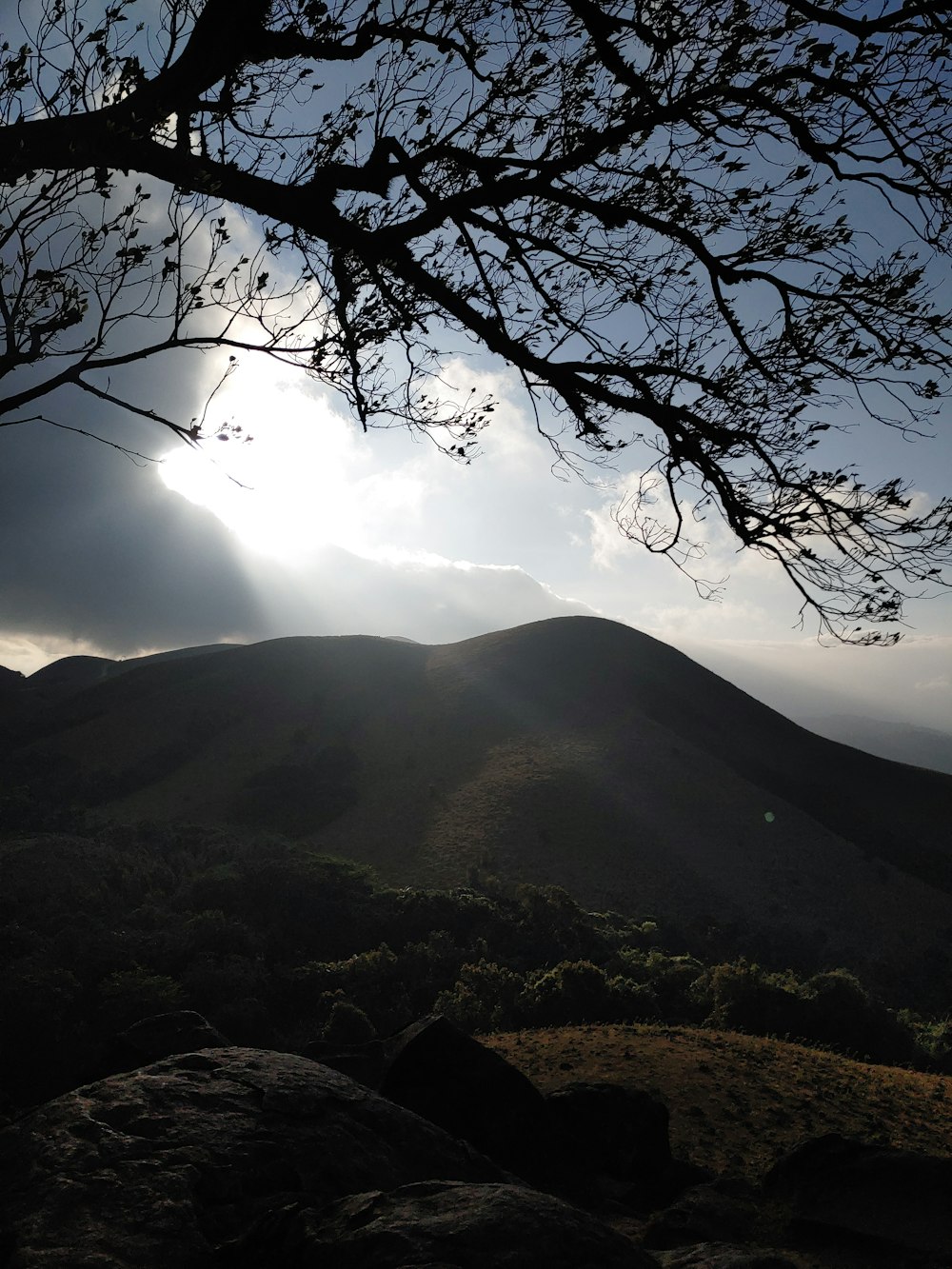 a tree with a valley below