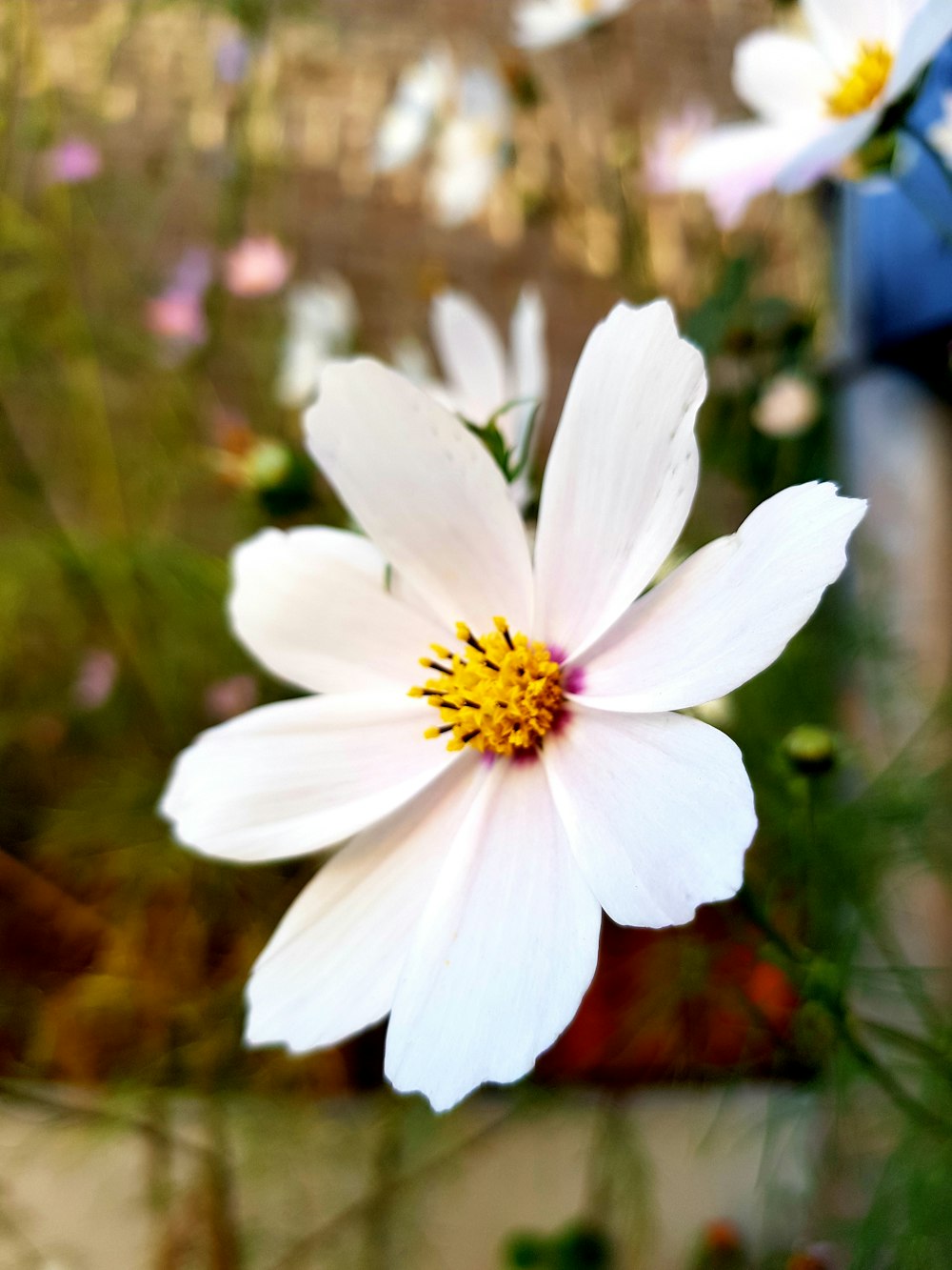 a white flower with yellow center