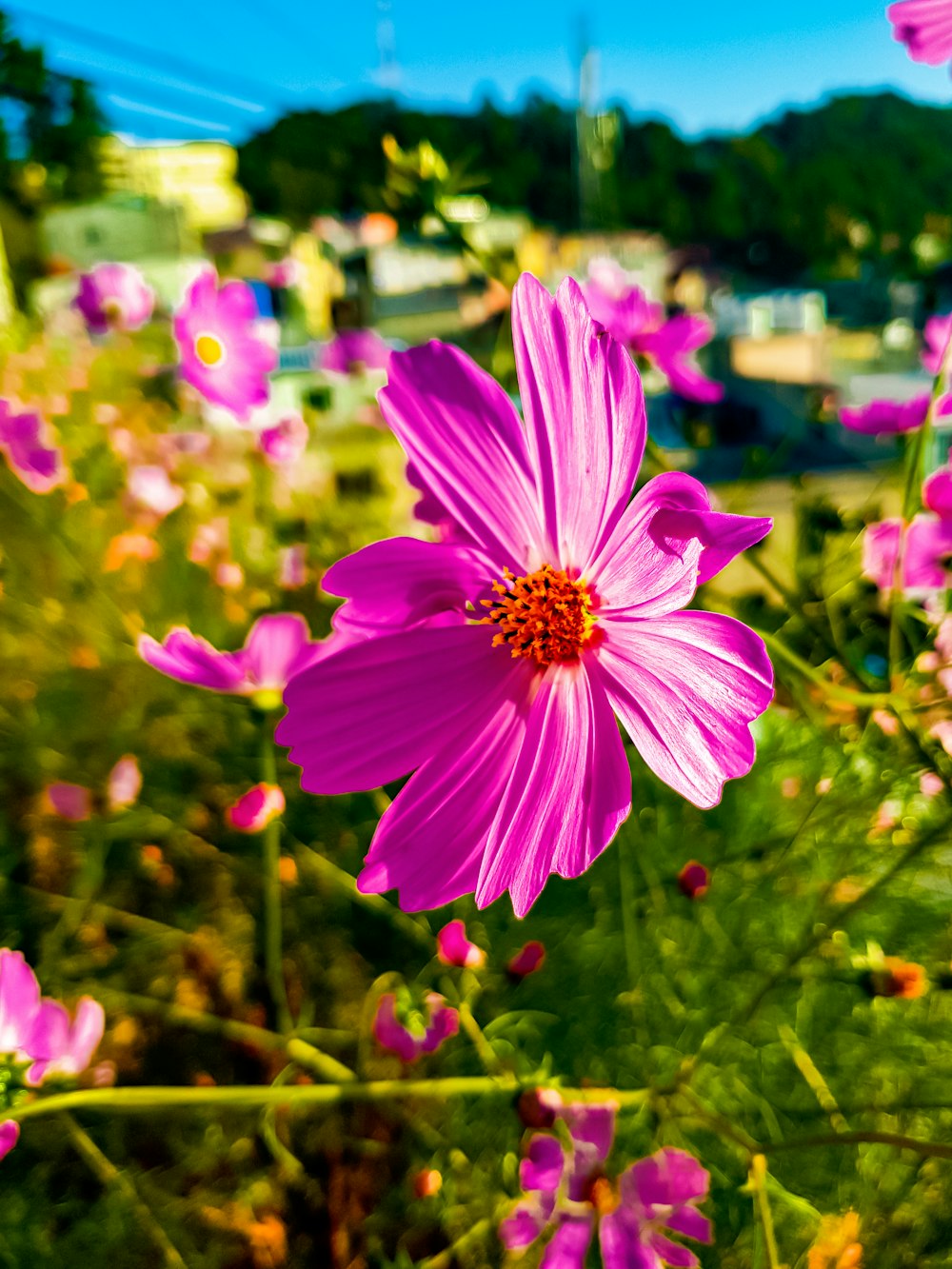 a close up of a flower