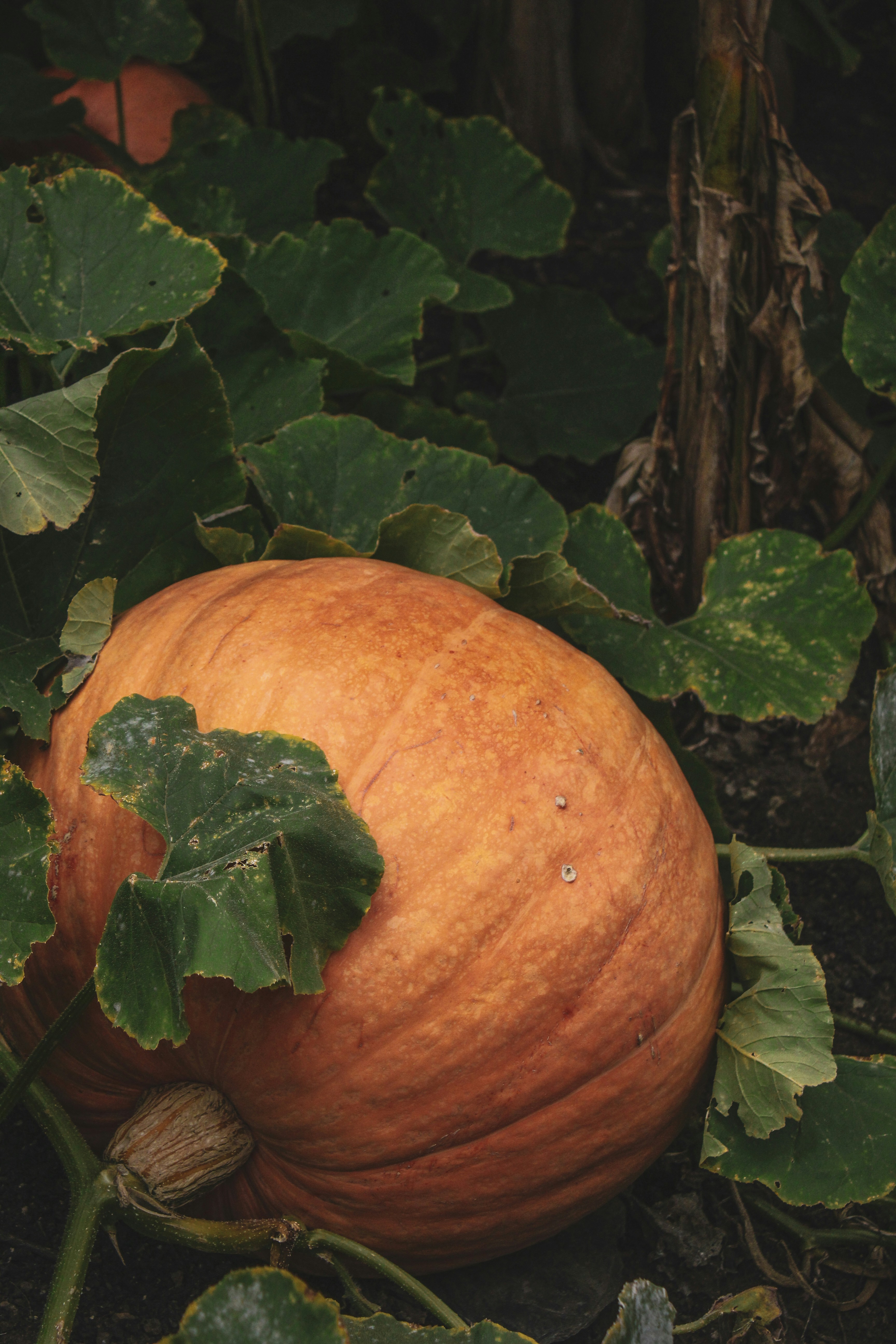 Photo by focalinsight