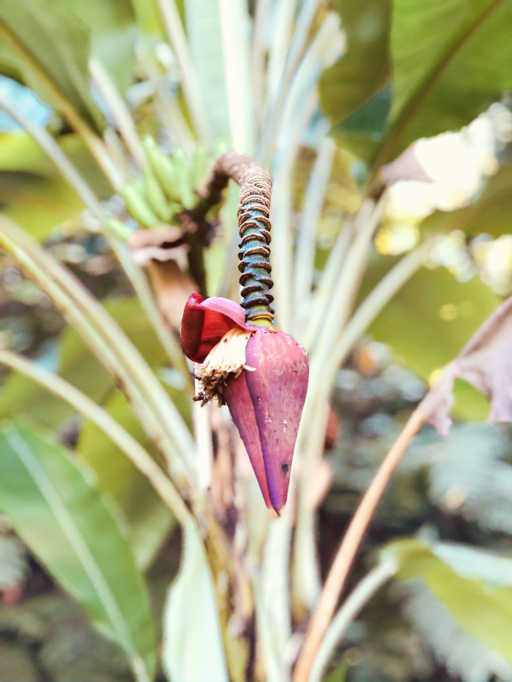 a dragonfly on a plant