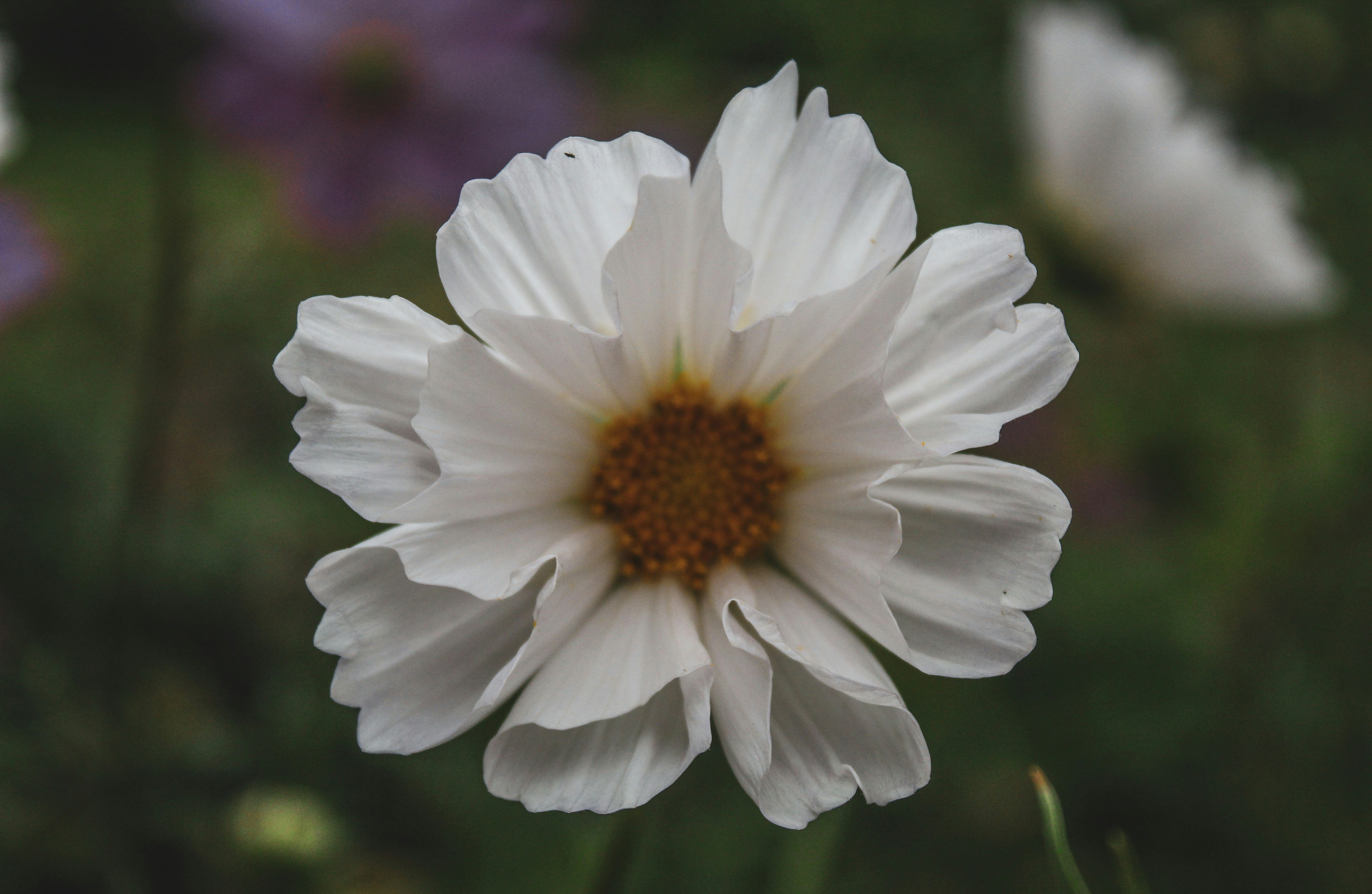 Photo by focalinsight