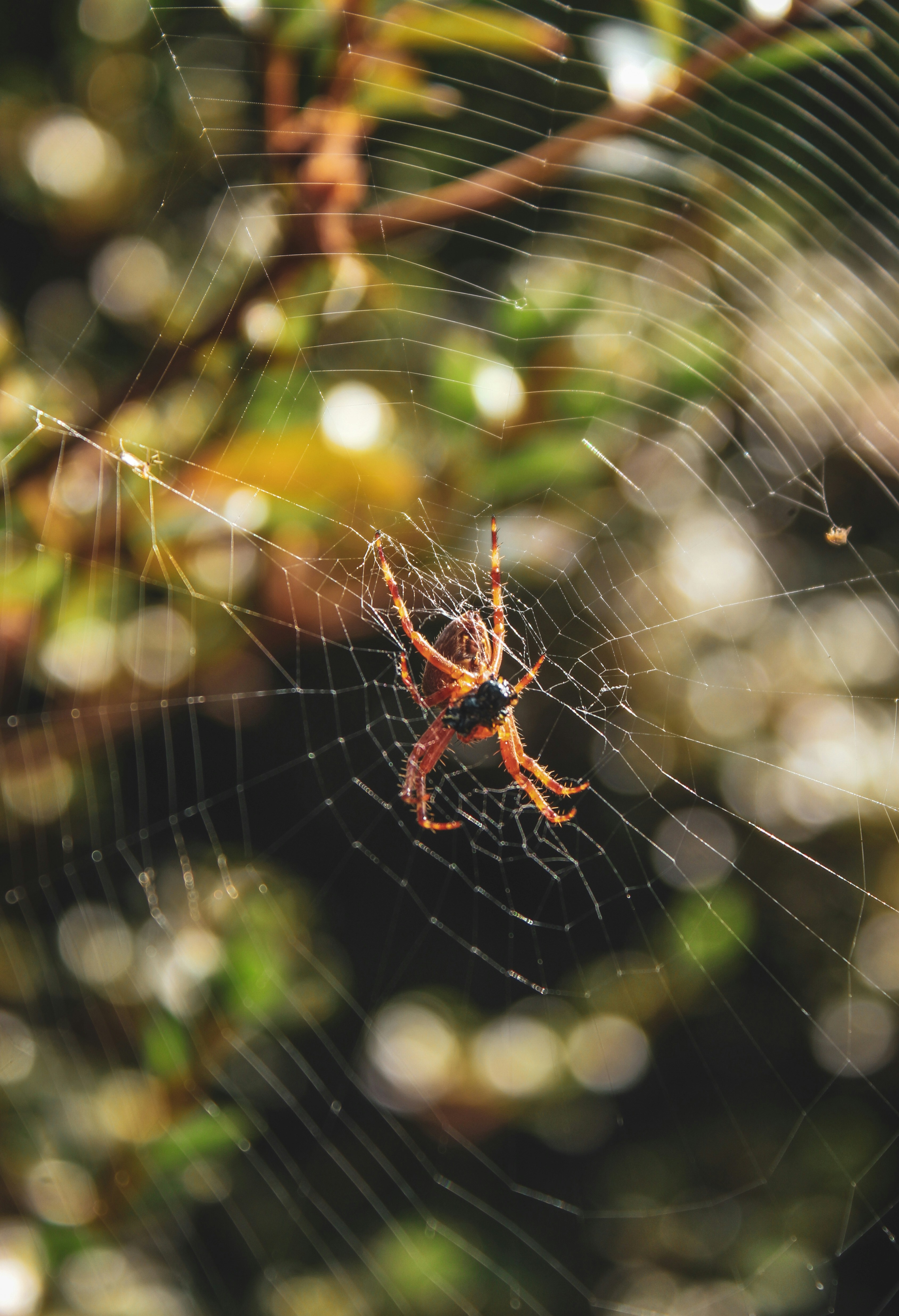 Photo by focalinsight