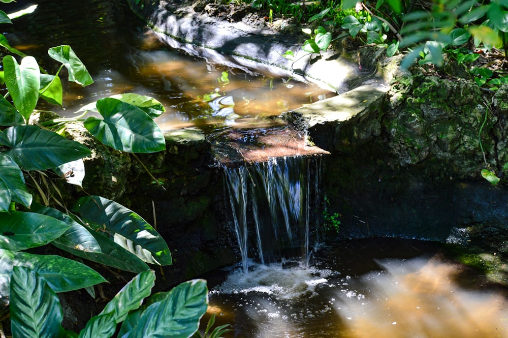 a waterfall with green leaves