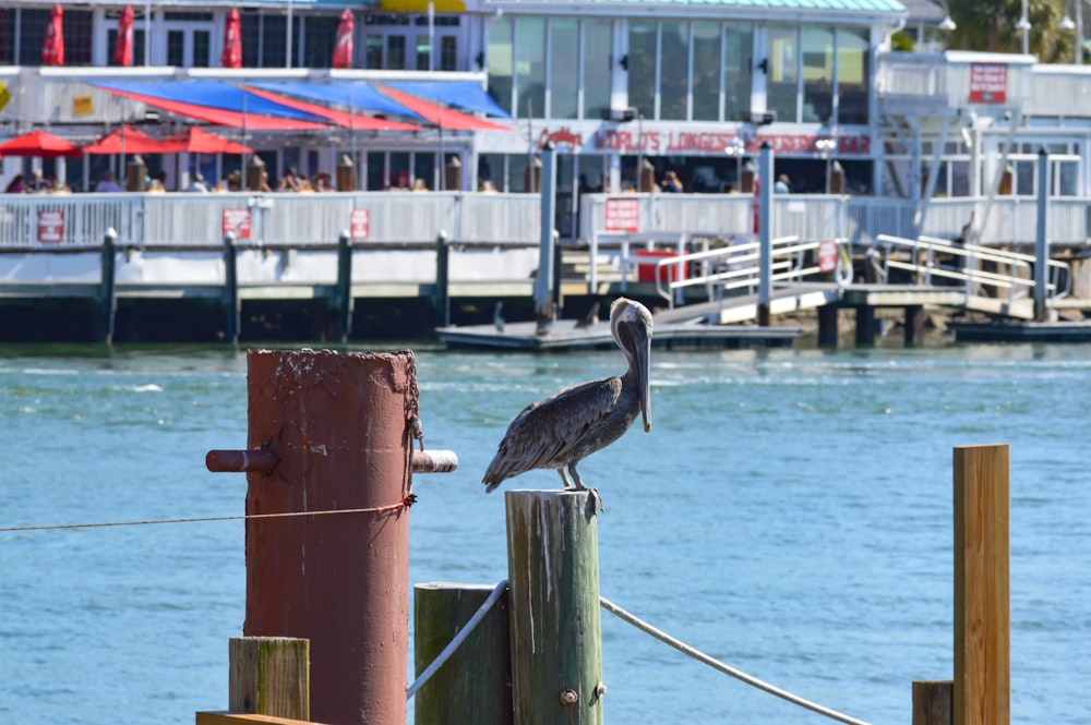 a bird on a post