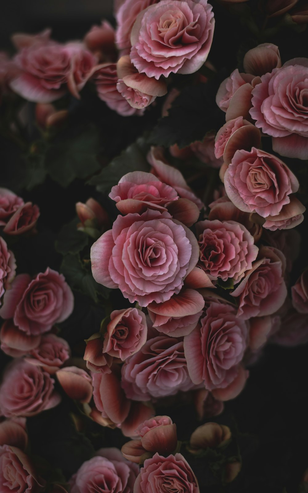 a group of pink flowers