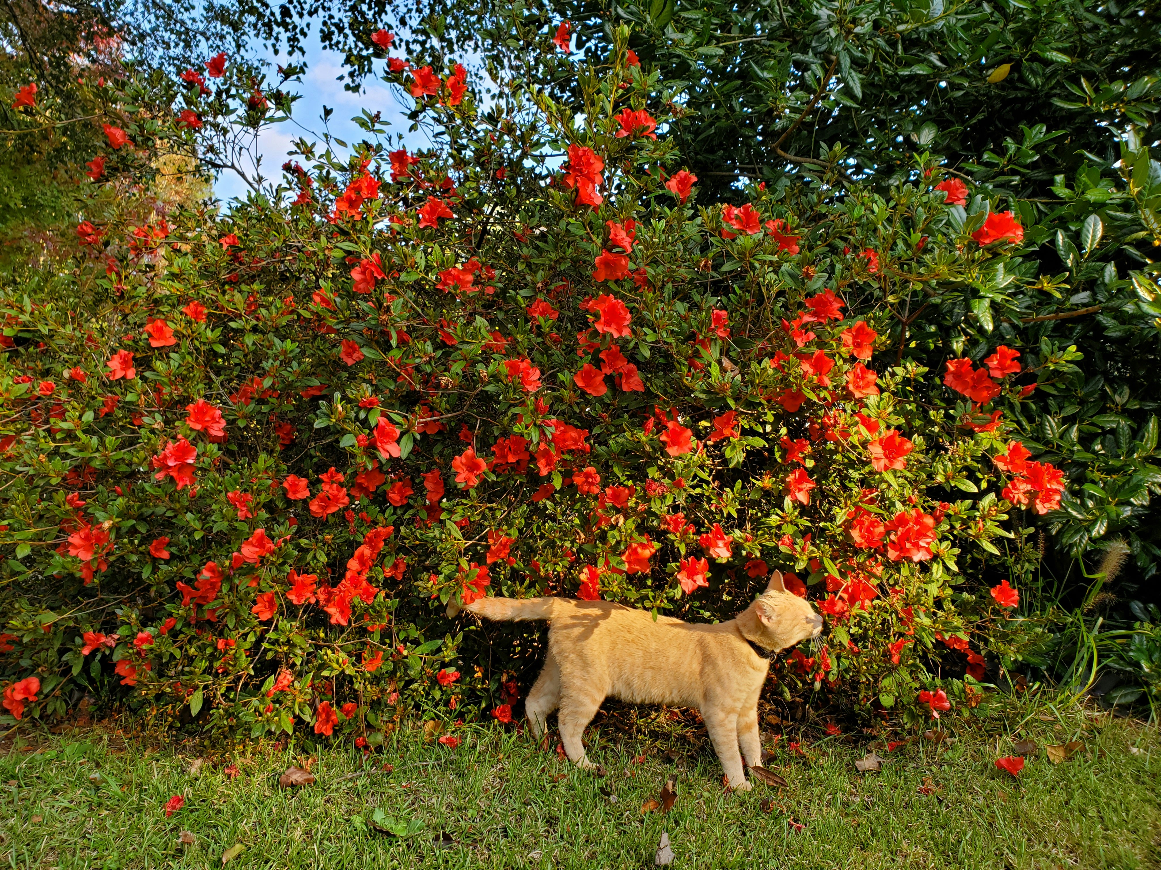 A dog in a field of flowers photo – Free Rock hill Image on Unsplash