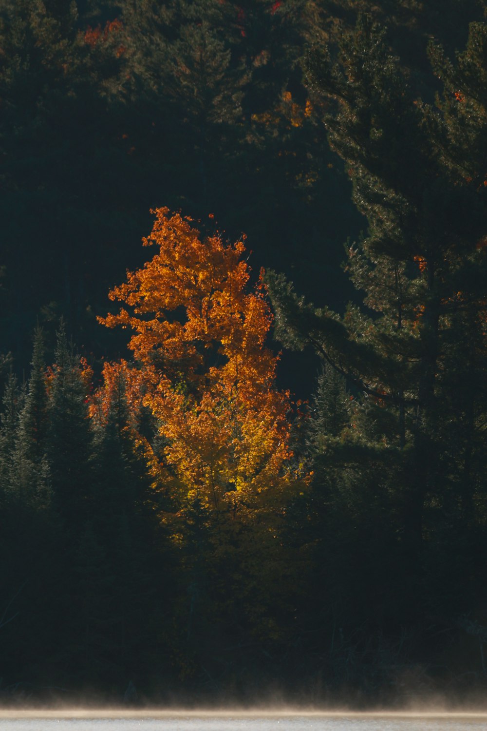 a tree with orange leaves