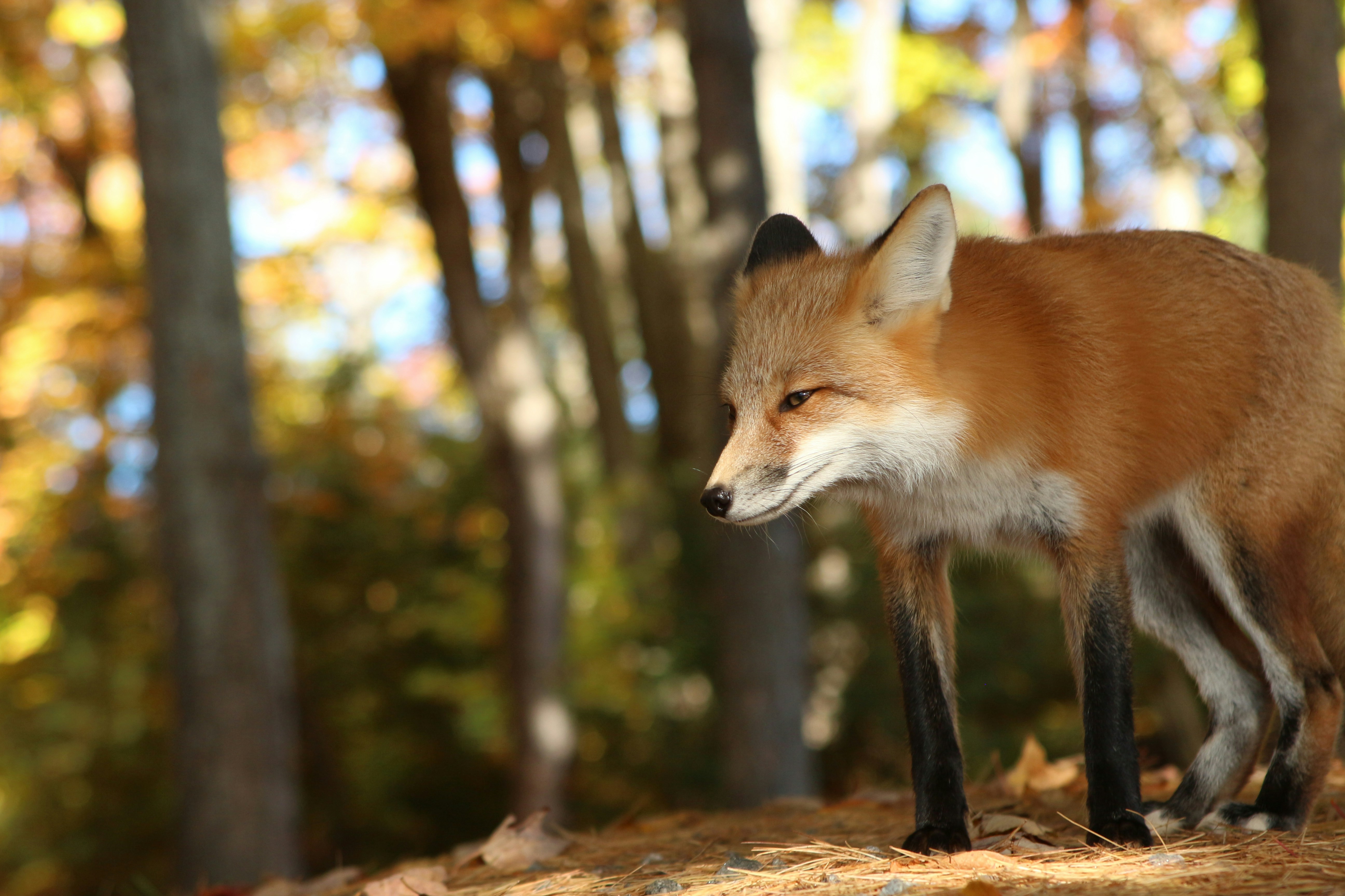 Red fox alert in autumn forest, amber and rust tones, dim woodland lighting, dark tree silhouettes