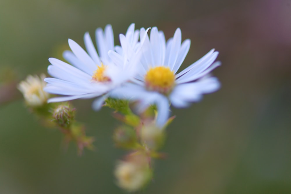 a close up of a flower