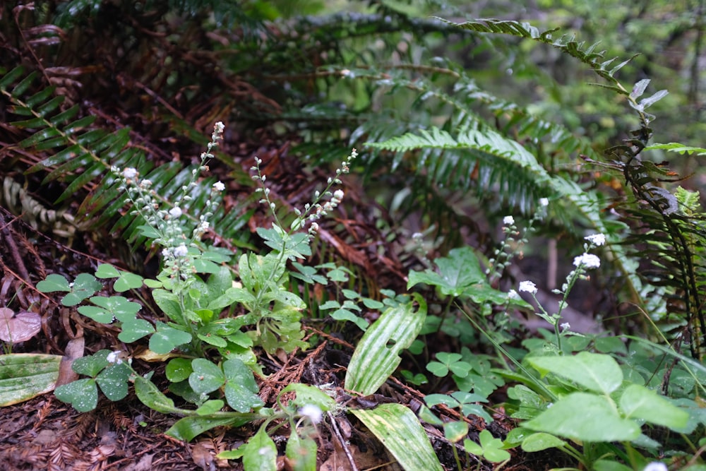 a group of plants with white flowers