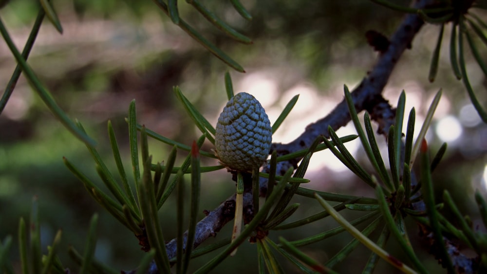 a blue bug on a plant