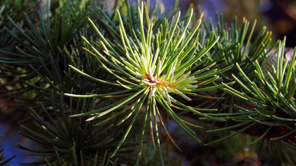 a close up of a pine tree