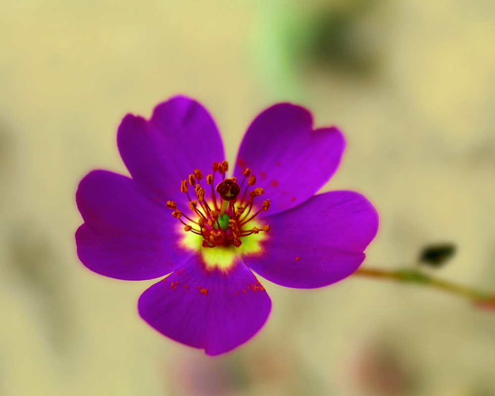 a close up of a purple flower