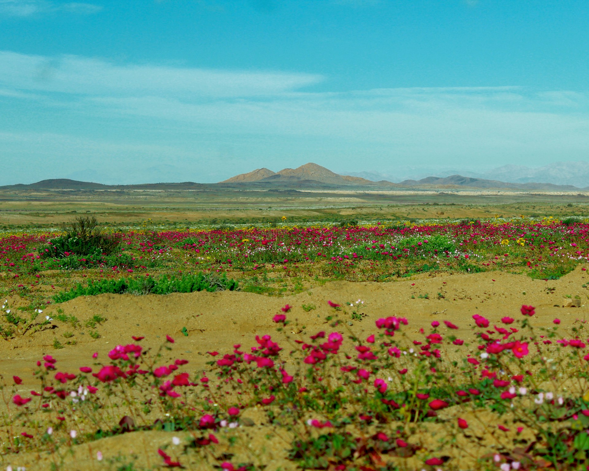 a field of flowers with a mountain in the background