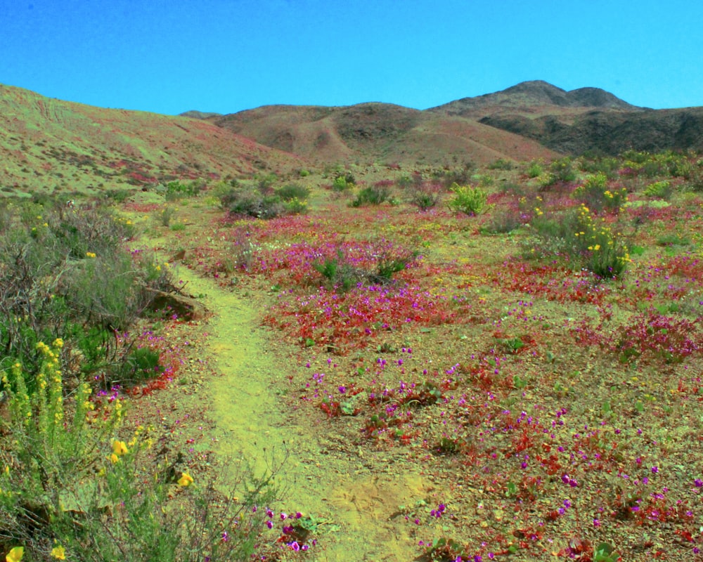 a field of flowers