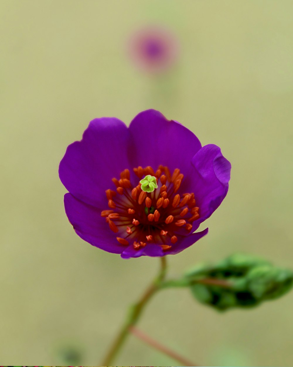 eine lila Blume mit gelber Mitte