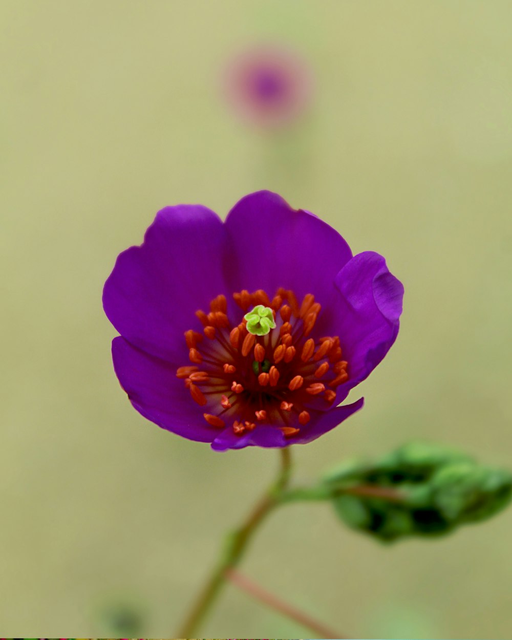 a purple flower with yellow center