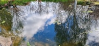 A peaceful pond reflecting the clear blue sky within a finca property.