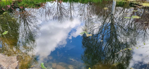 A peaceful pond at Froehlich Farm with reflections of the sky and surrounding trees, home to local wildlife.