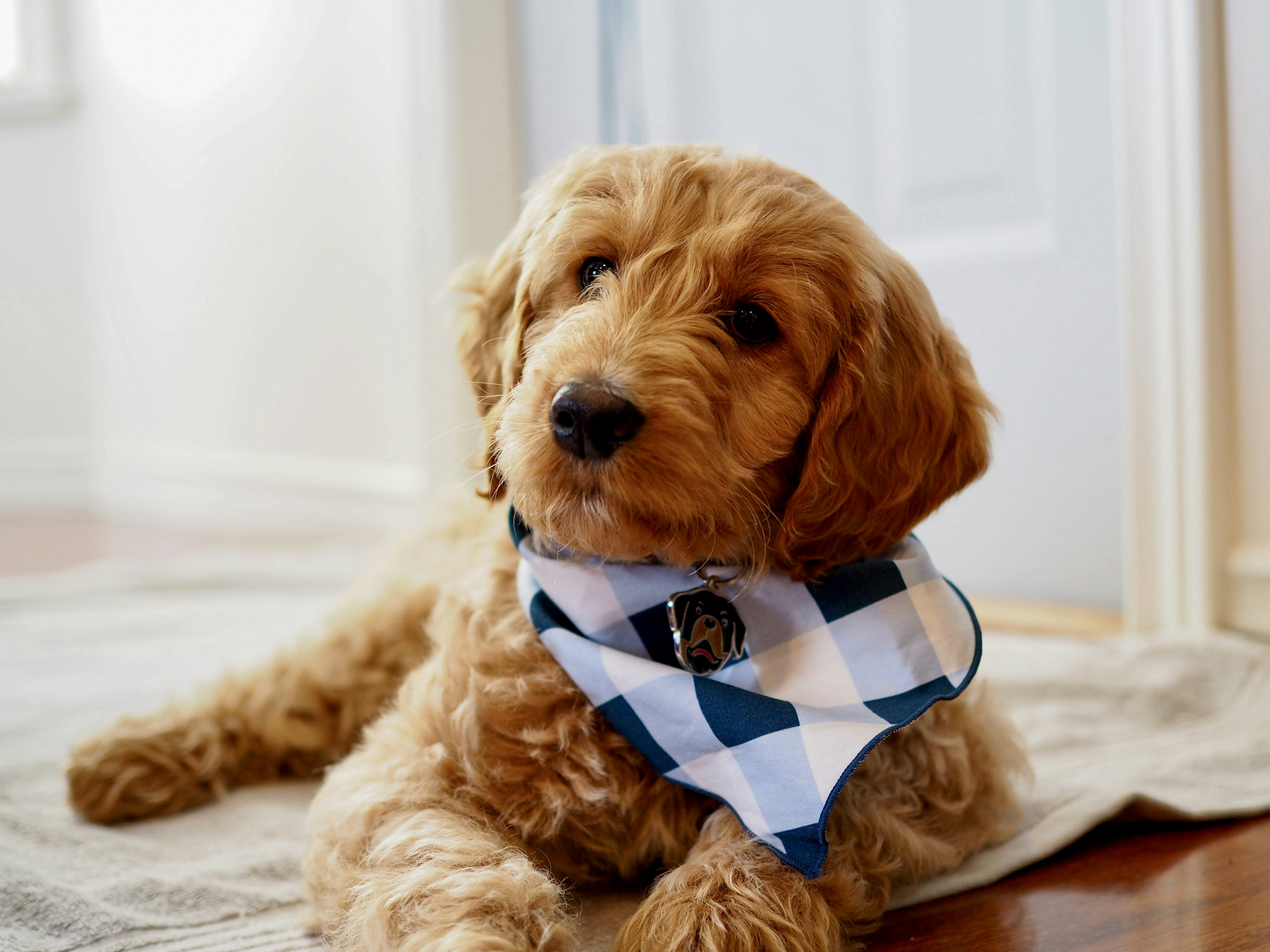 adorable golden doodle with scarf