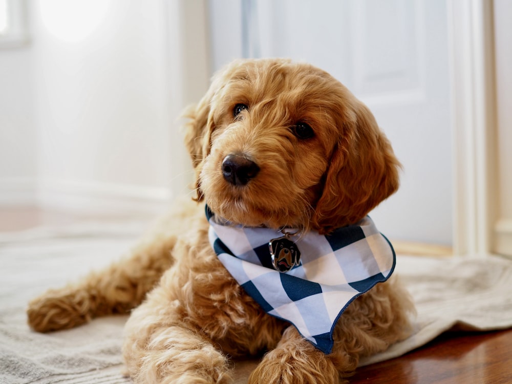 a dog wearing a shirt