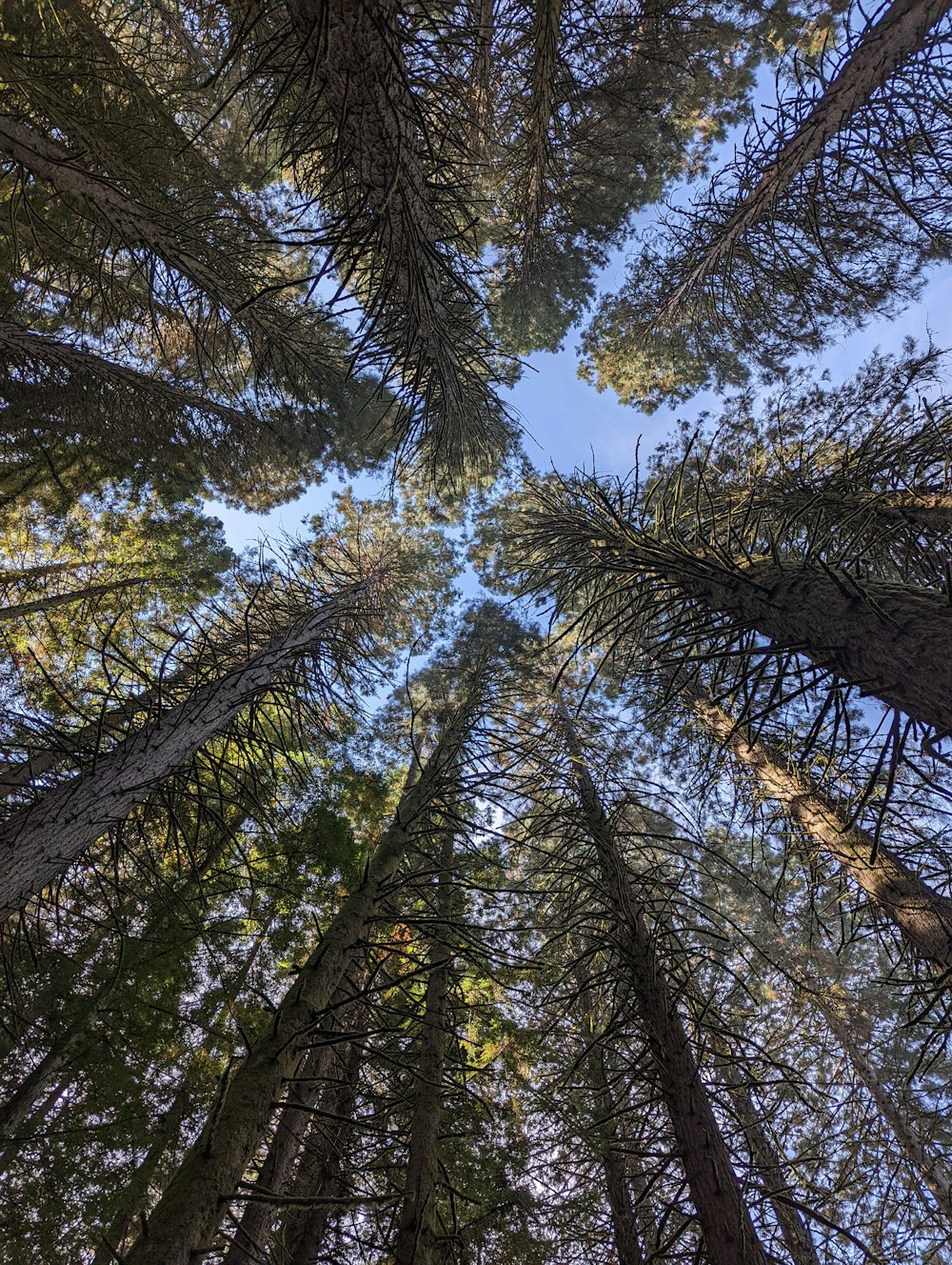 looking up at tall trees