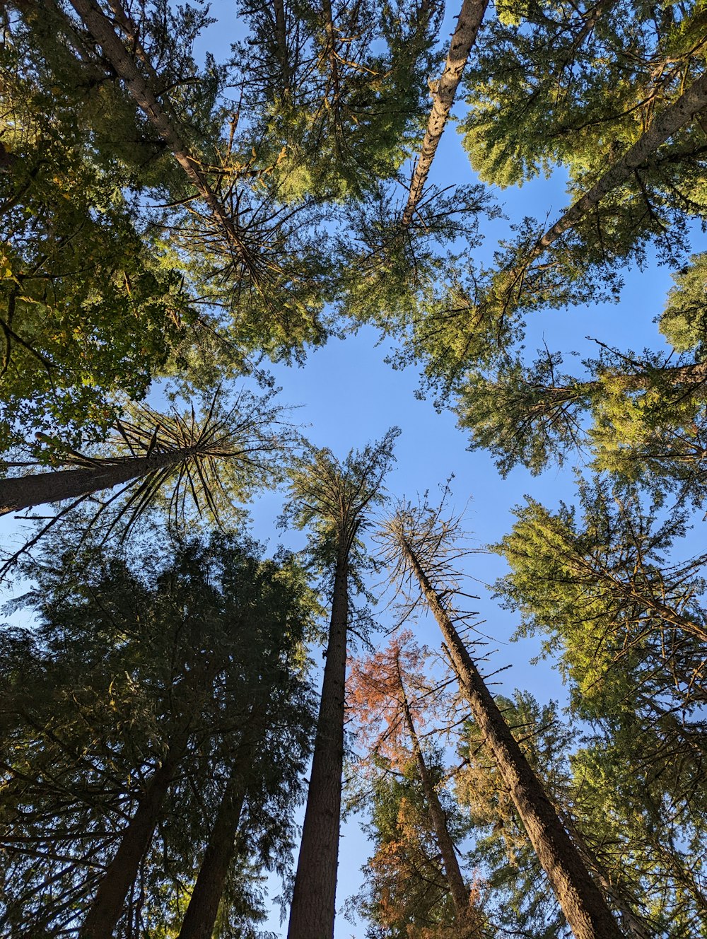 looking up at trees and blue sky