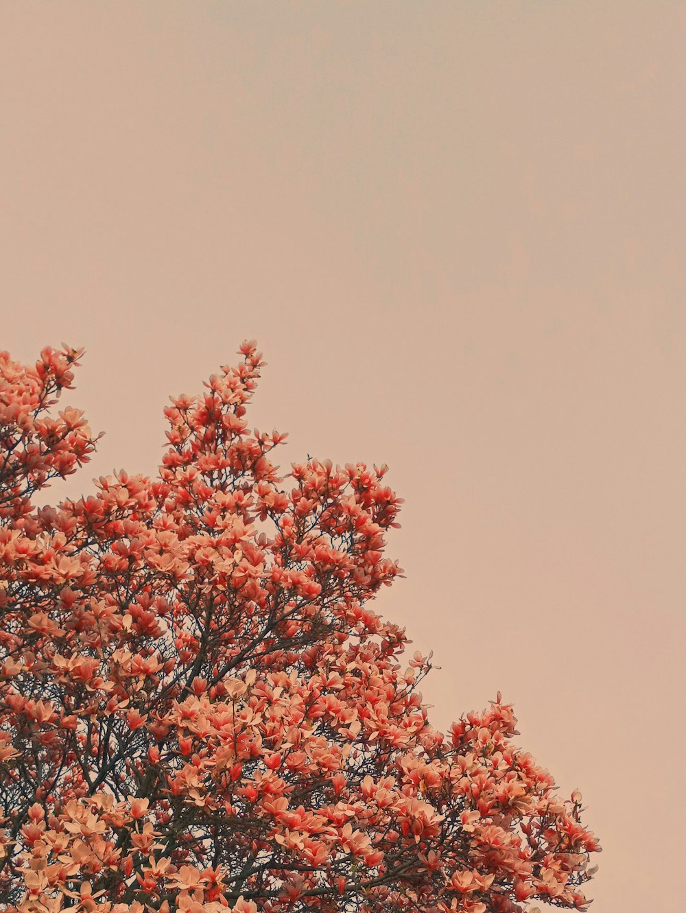 a tree with pink flowers