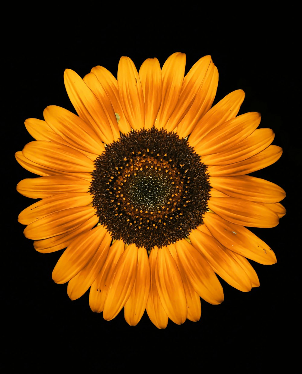 a yellow flower with a black center