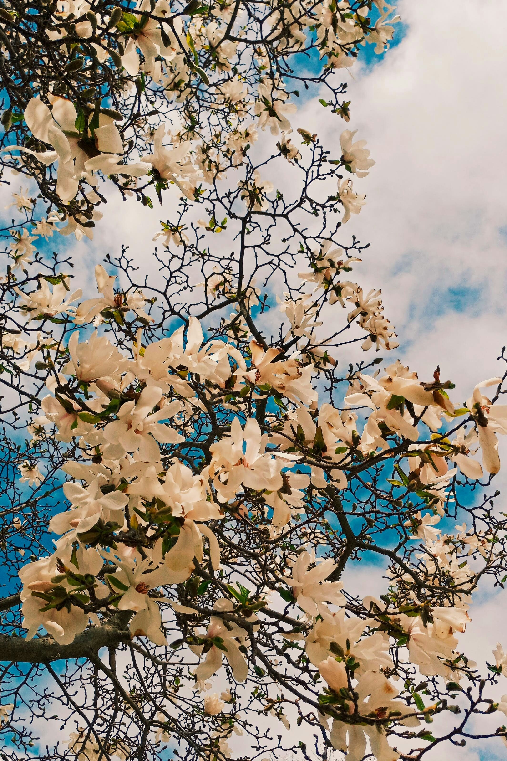 Photo by linusbelanger