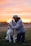 a person petting a dog