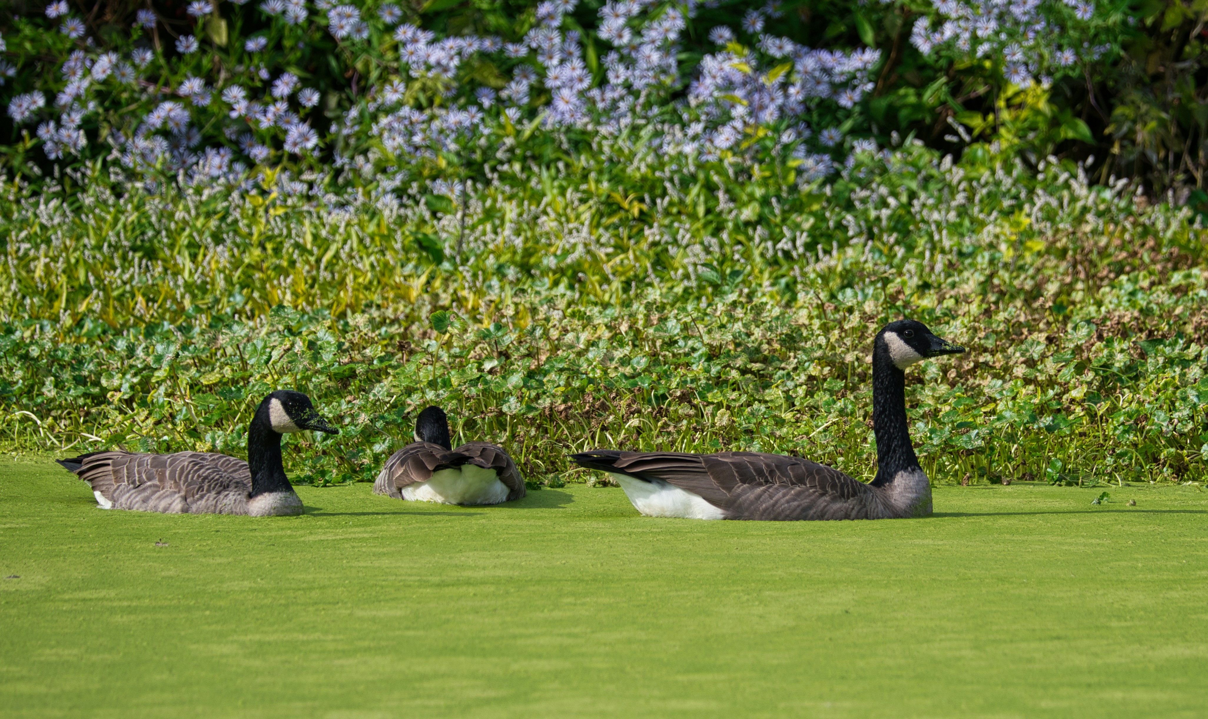 a group of ducks in a grassy area