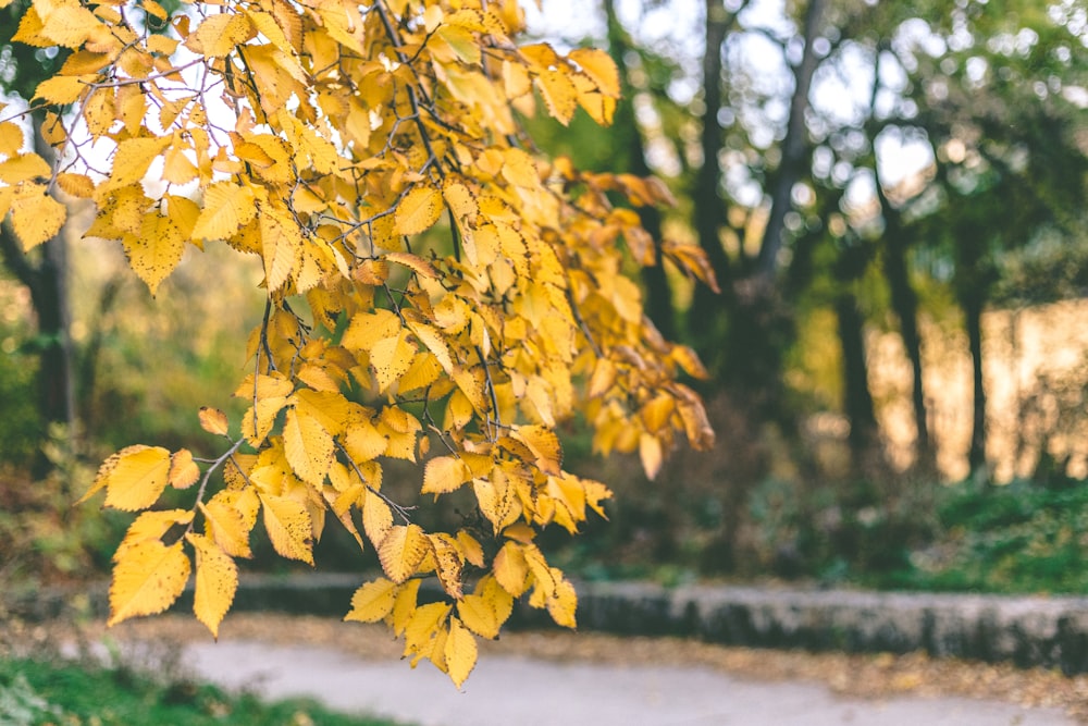 a tree with yellow leaves