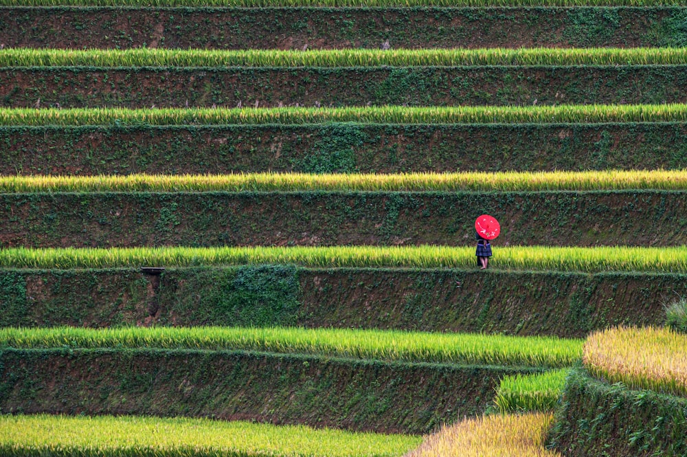 a red flower in a field of grass