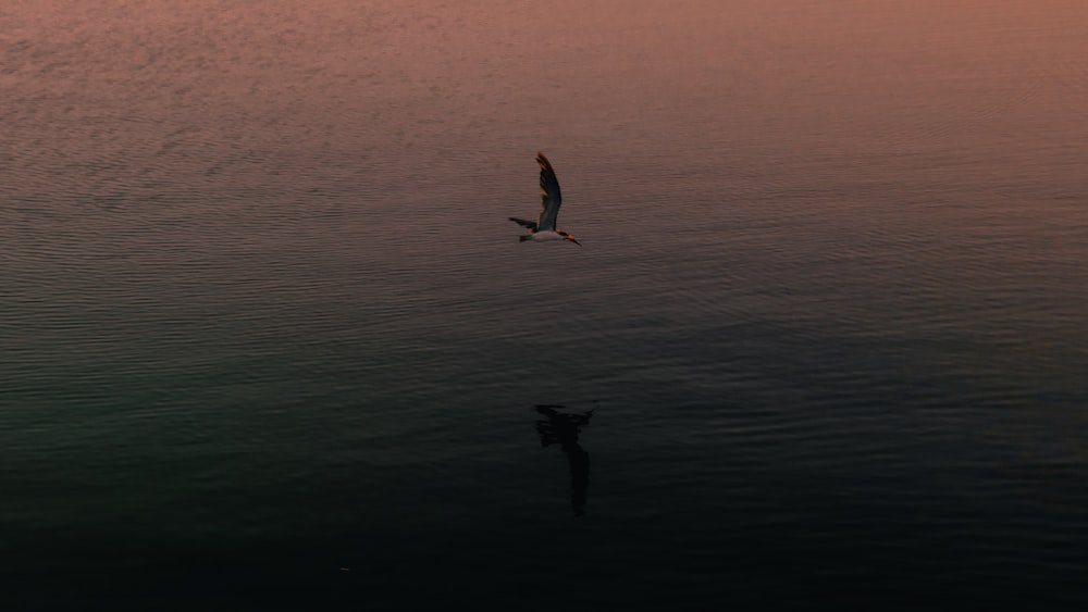 a bird flying over water