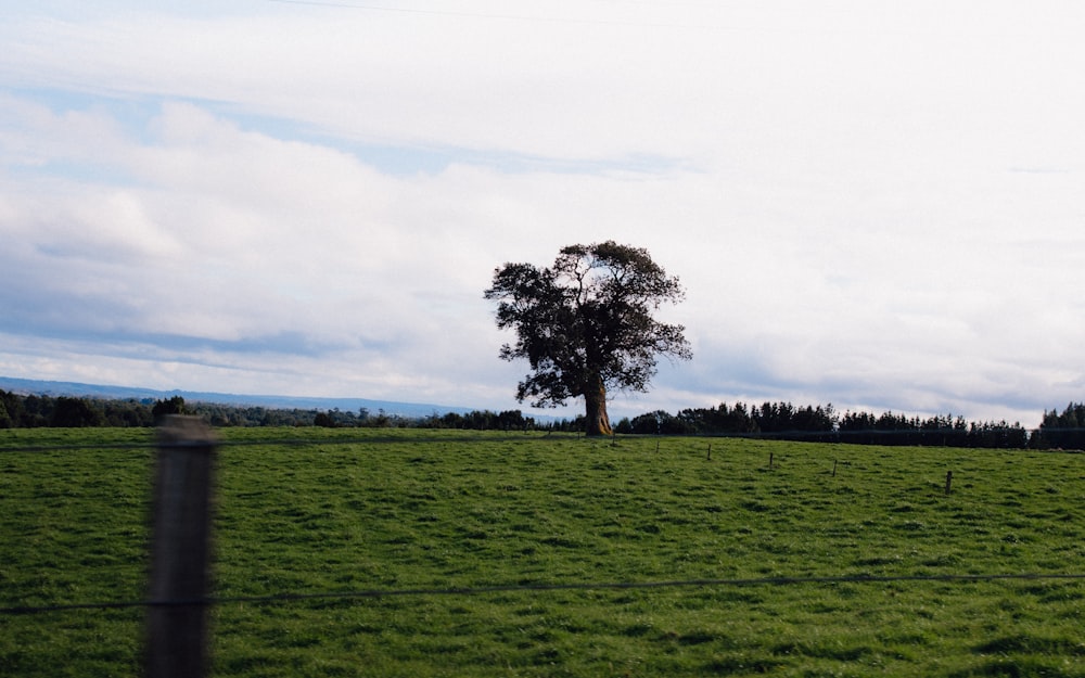 a tree in a field