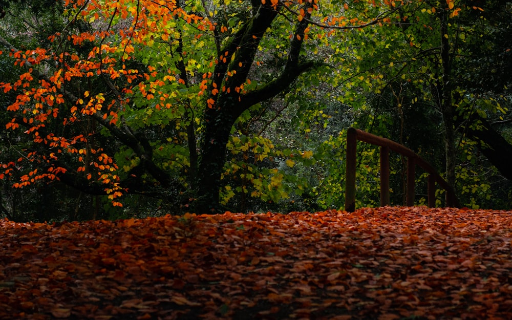 a wooden bridge in a forest