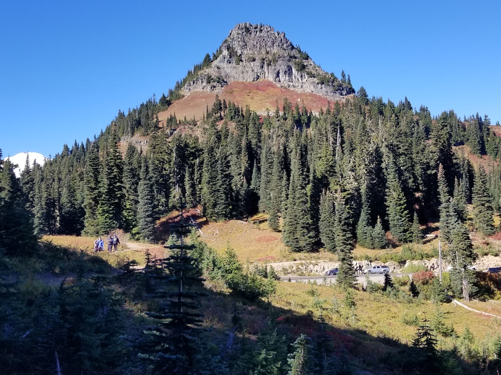 a group of trees and a mountain