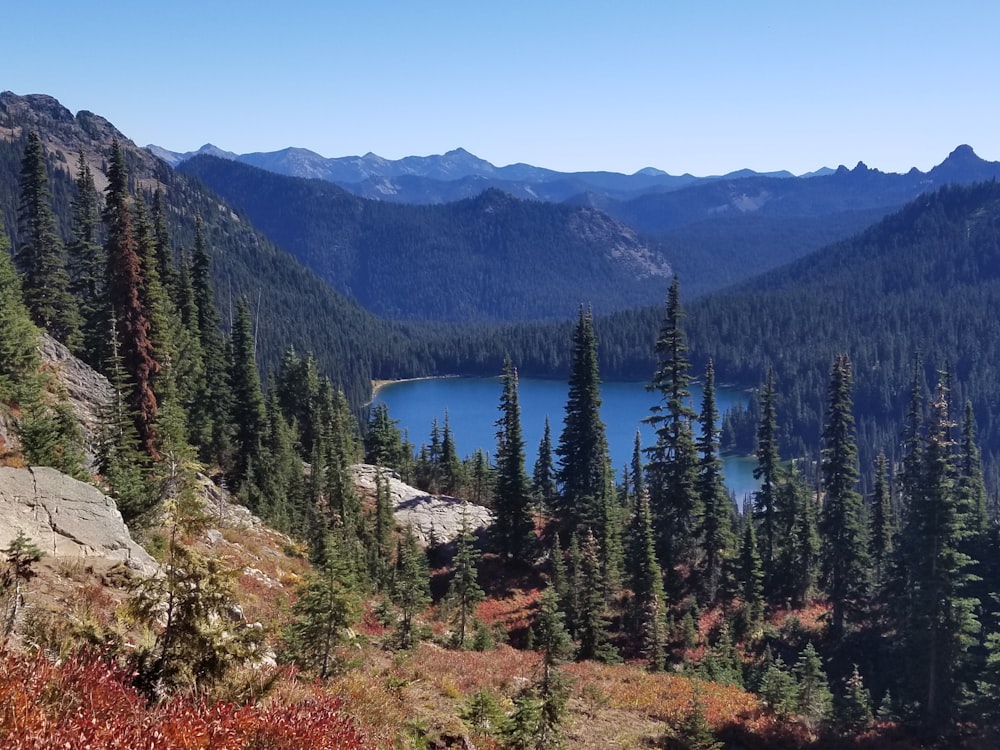 a landscape with trees and mountains