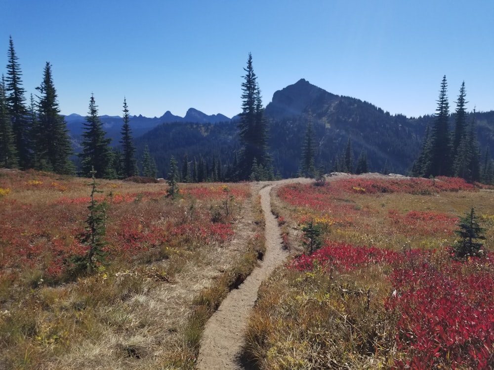 a dirt road in a field with trees and mountains in the background