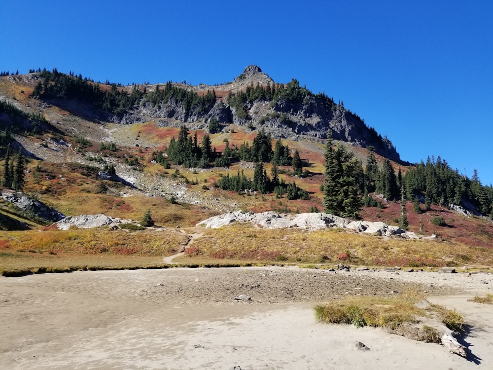 a rocky mountain with trees