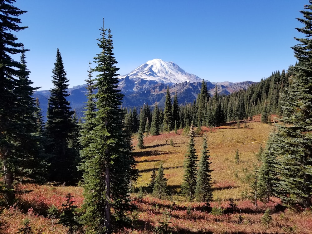 a snowy mountain in the distance