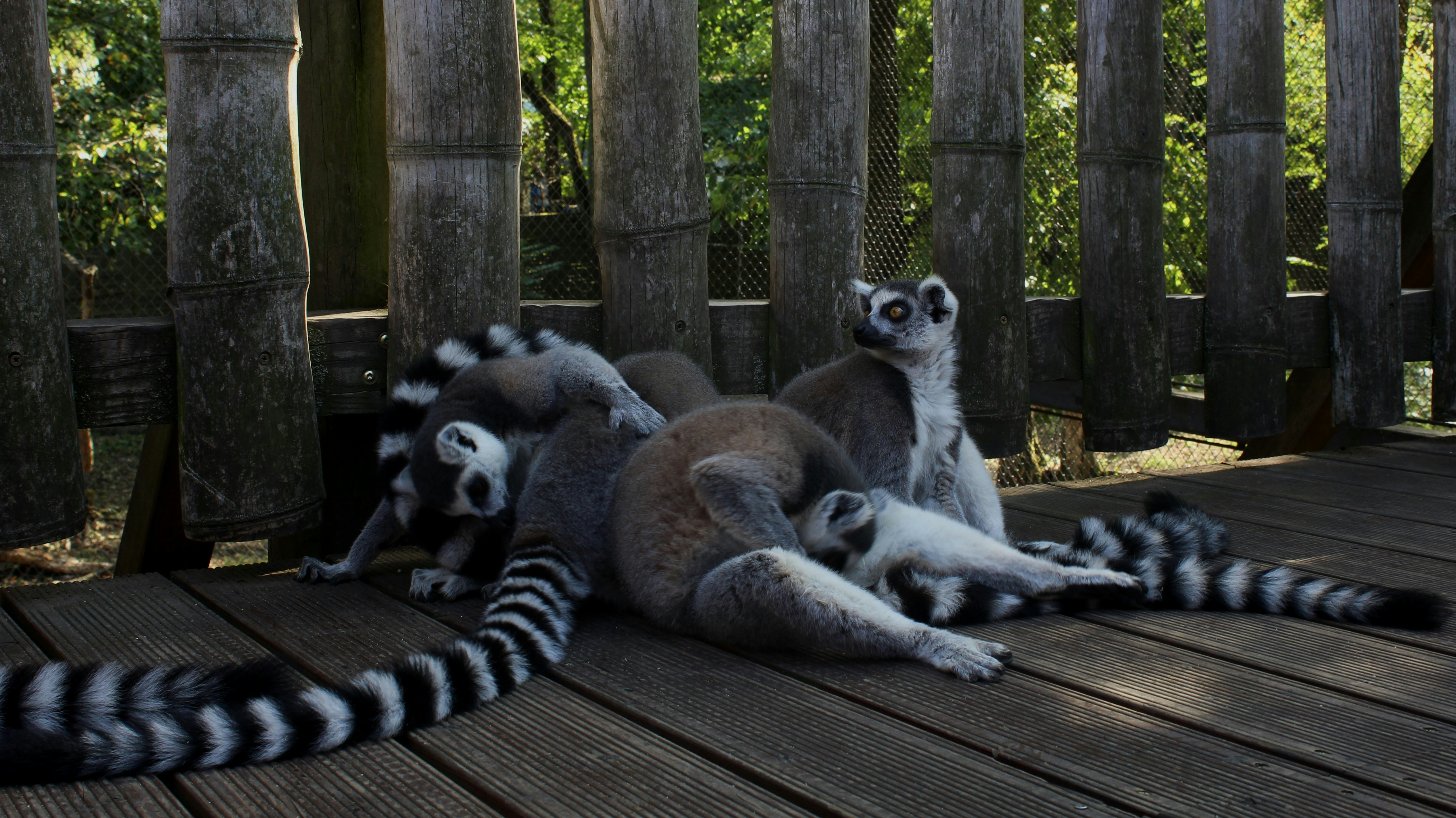 a group of animals sitting on a wood surface, 