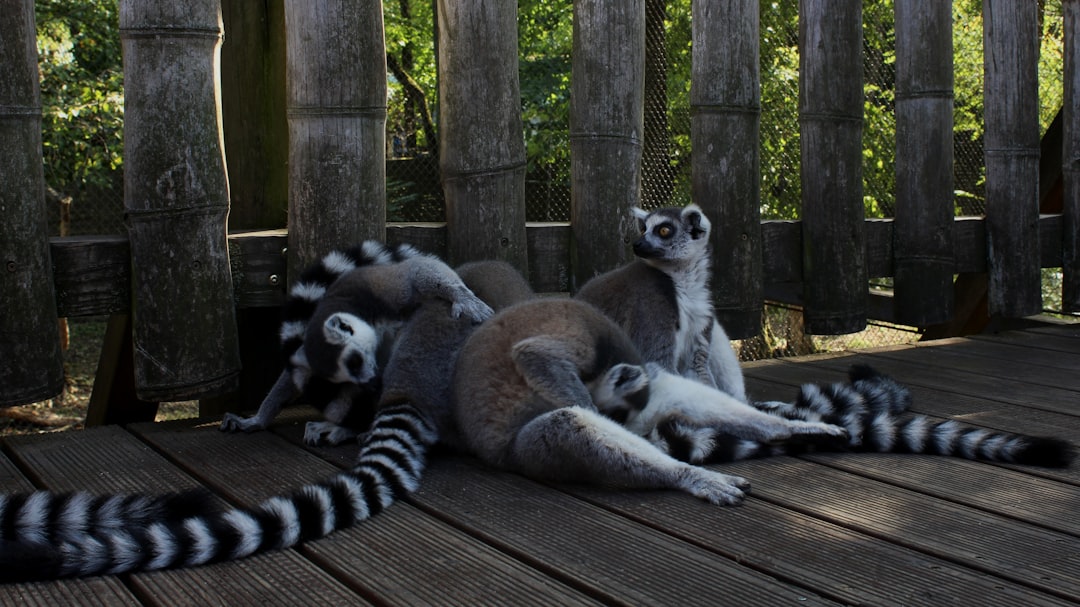 a group of animals sitting on a wood surface,