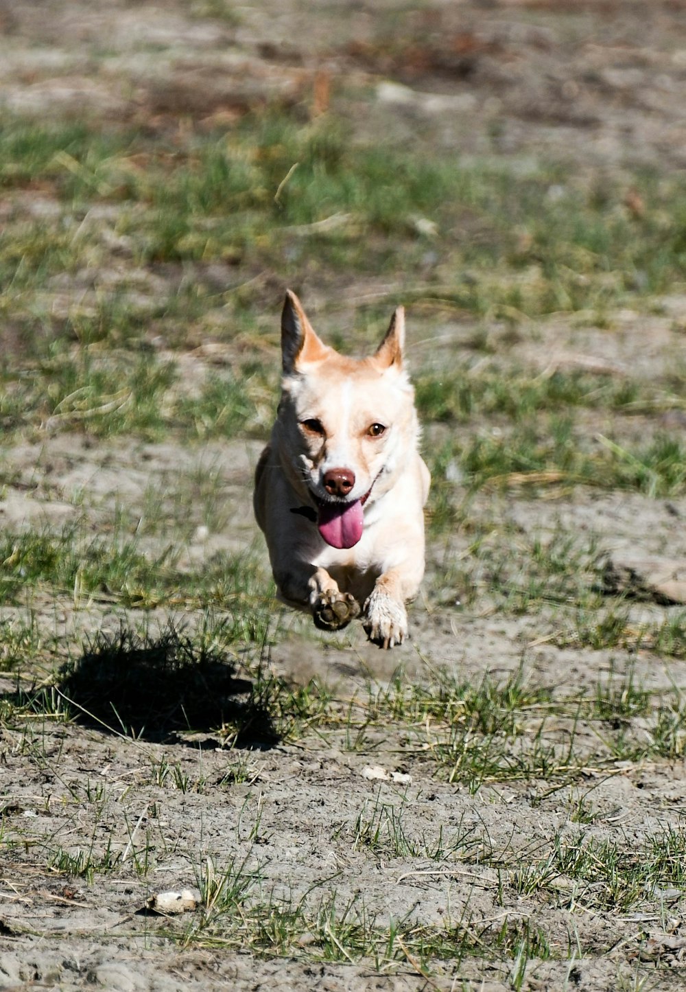 a dog running in the grass